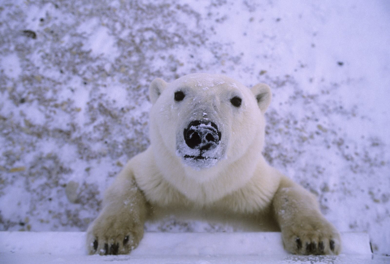 White polar bear in Churchill Manitoba, Canada, looks up at tourists taking photos.