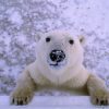 White polar bear in Churchill Manitoba, Canada, looks up at tourists taking photos.