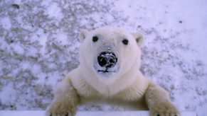 White polar bear in Churchill Manitoba, Canada, looks up at tourists taking photos.