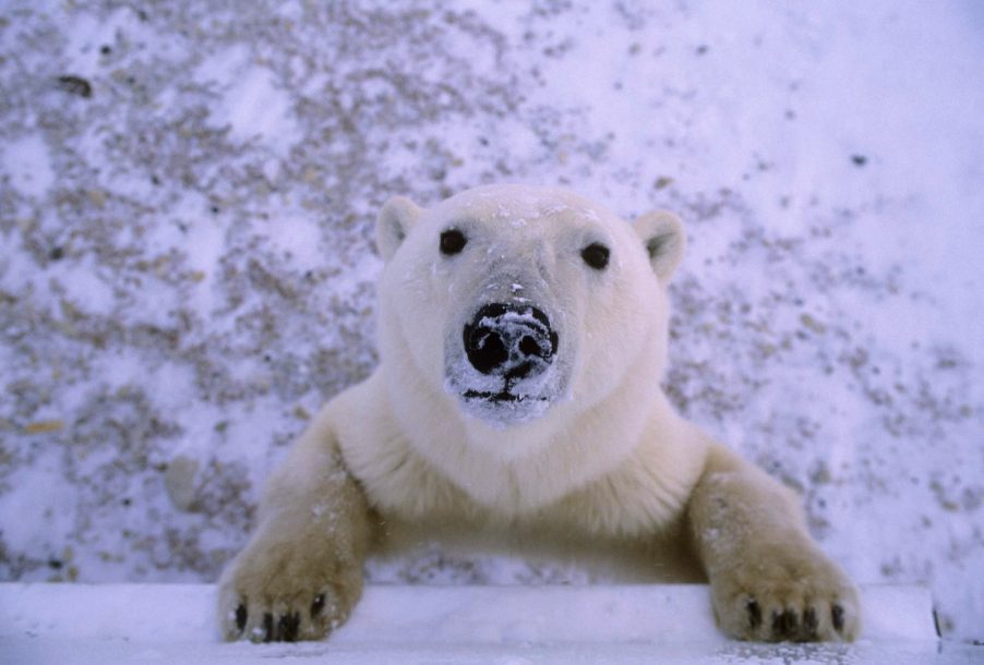 White polar bear in Churchill Manitoba, Canada, looks up at tourists taking photos.