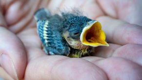 Baby bird in a man's hand with open beak