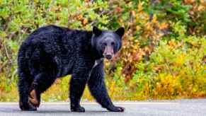 An American black bear walks on a paved road