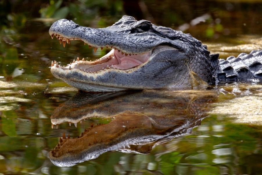 An alligator in the water