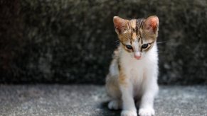 A little kitten sitting on a concrete ledge