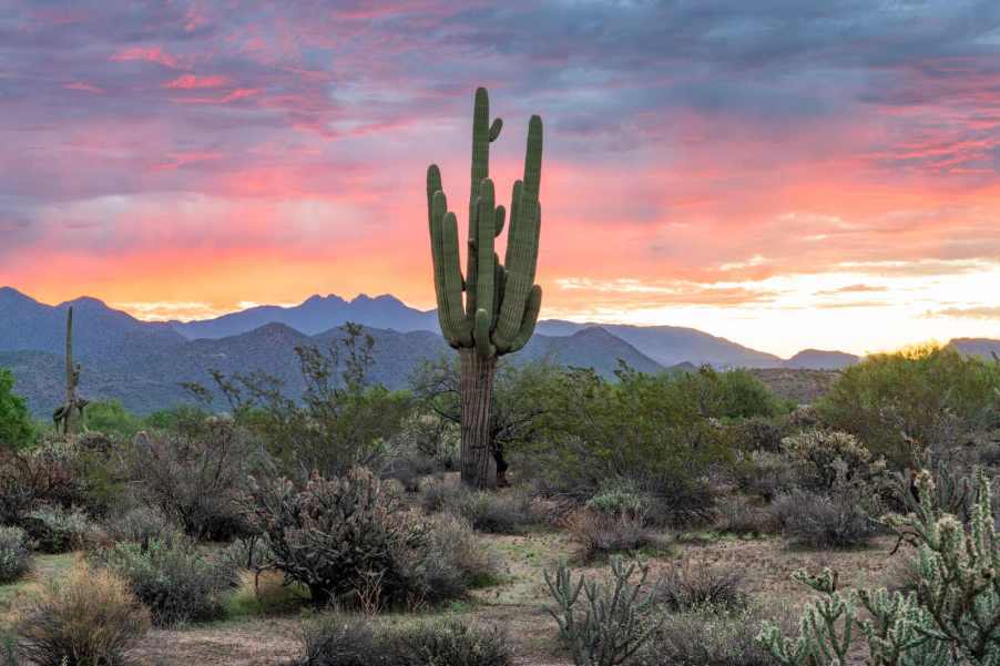 A saguaro cactus in an Arizona desert at sunrise