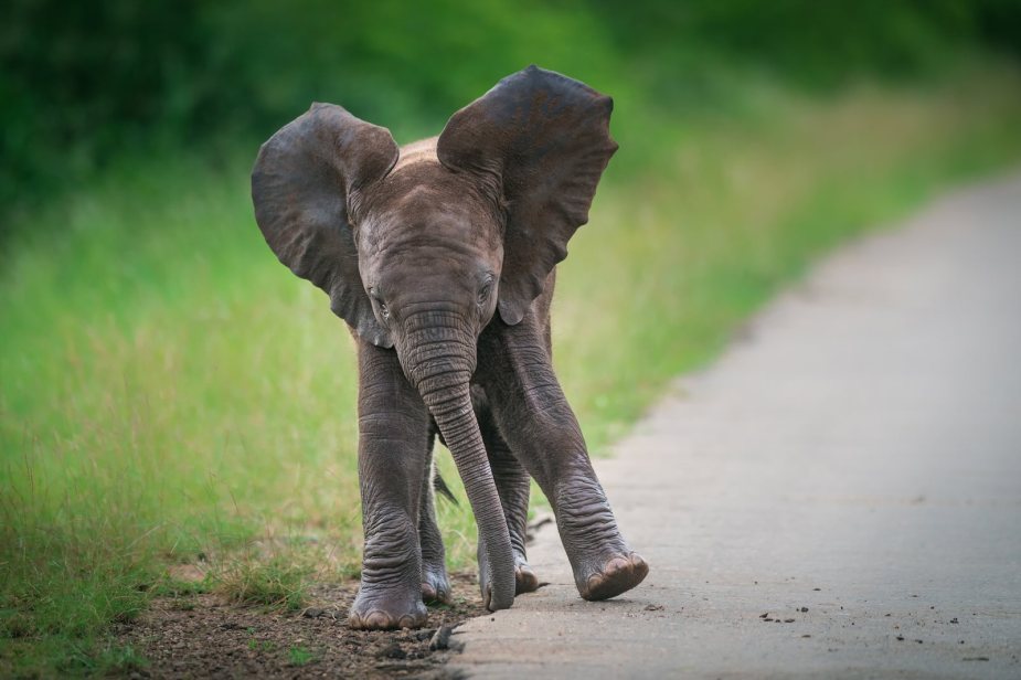 Baby elephant dances on the side of train tracks in India
