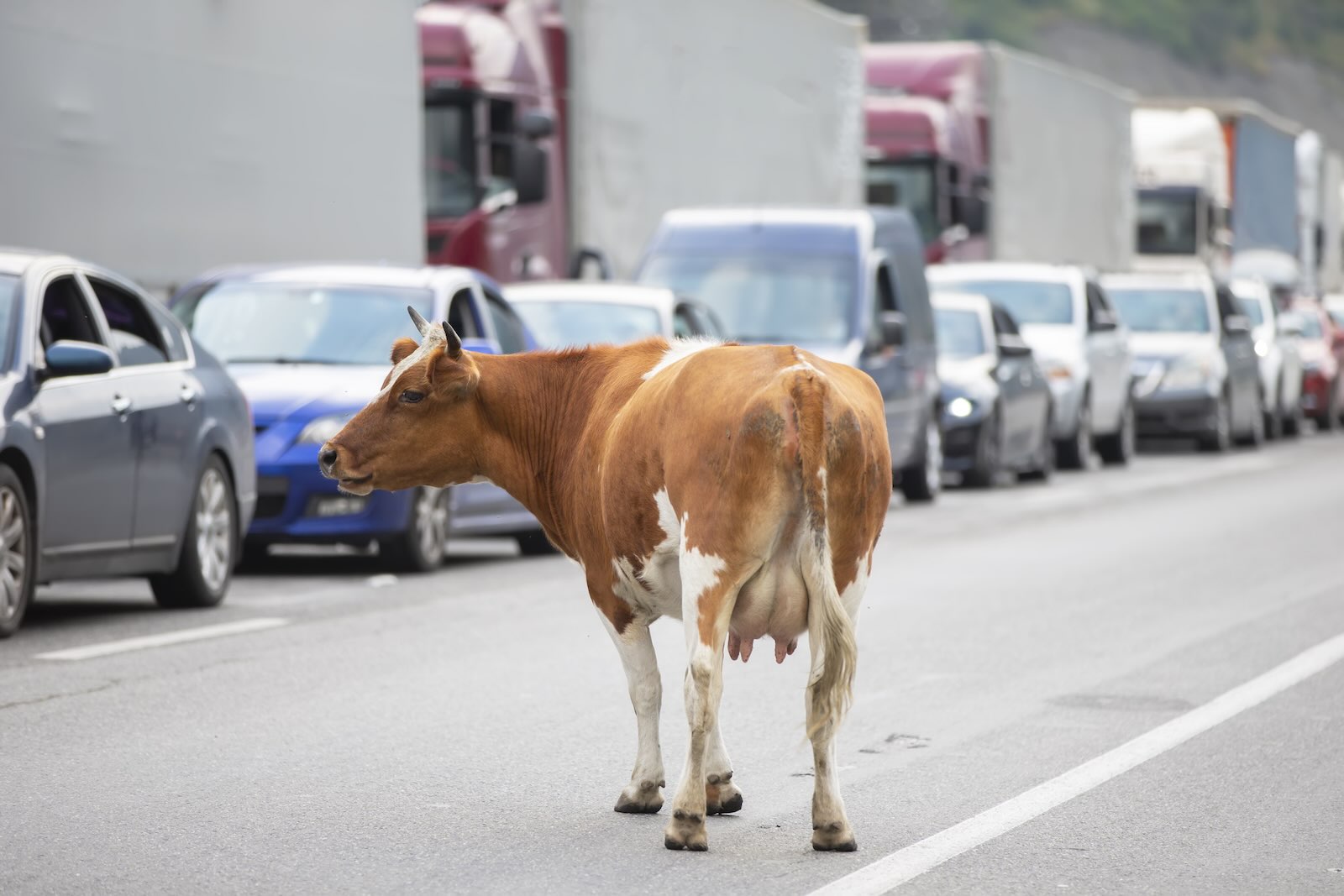 Cow stands on the road watching bumper-to-bumper traffic