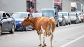 Cow stands on the road watching bumper-to-bumper traffic