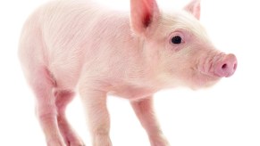 Rescued piglet on a white background.