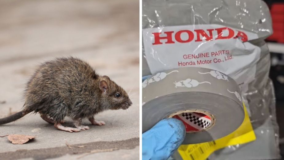 Left: a rat standing on a road in close view / Right: Honda Genuine Rodent Tape