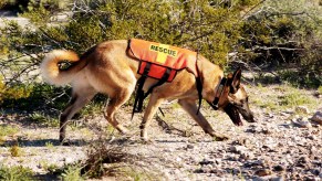 Canadian search-and-rescue K-9 unit hunting for singing hiker.