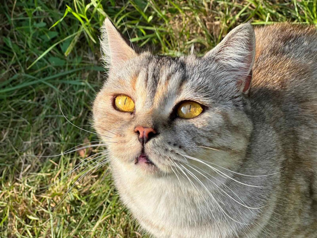 Cat playing in a field before being wrapped in a hay bale