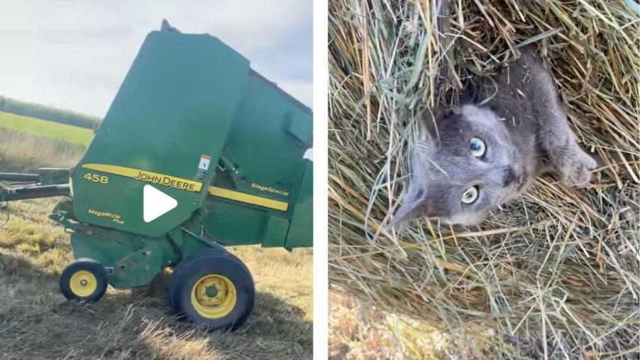On the left, a John Deere round baler, on the right a gray cat stuck in the hay