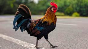 Brown and black rooster crosses the road in Florida, inspiring woman's road rage incident.
