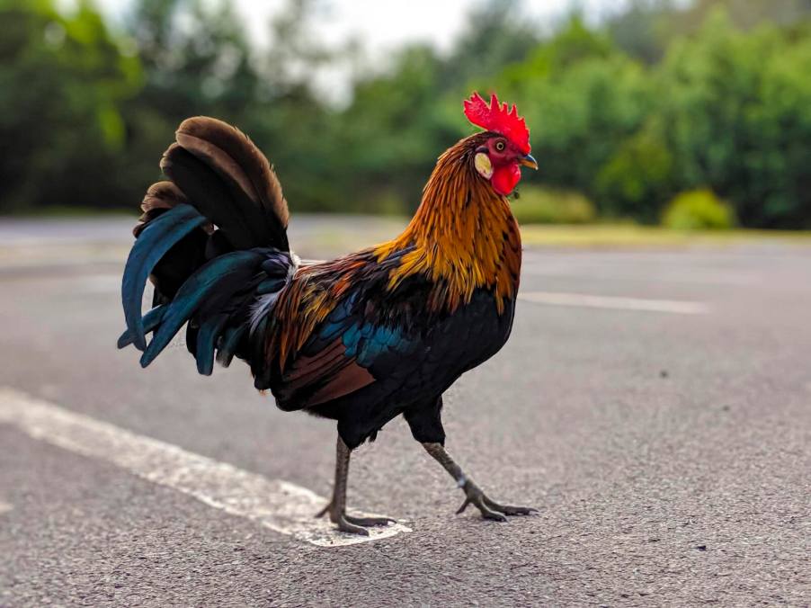 Brown and black rooster crosses the road in Florida, inspiring woman's road rage incident.
