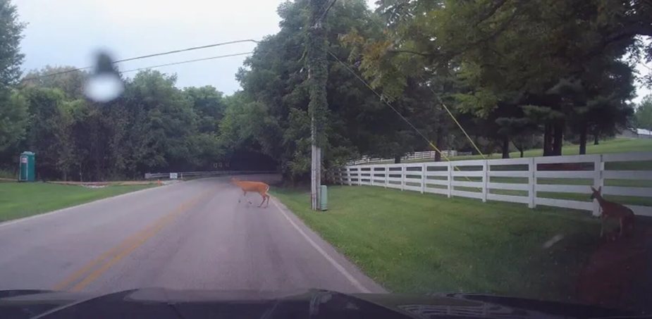Dash cam footage shows a deer and its fawn crossing the road ahead of a car.