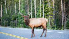 Large Elk standing in the middle of a road in Yellowstone