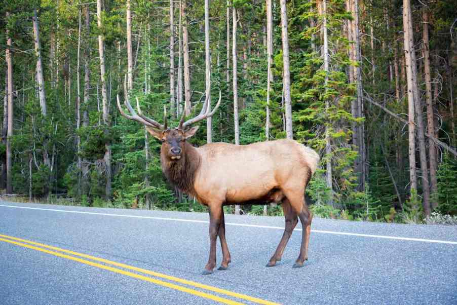 Large Elk standing in the middle of a road in Yellowstone