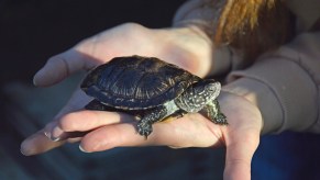 Miami Florida woman holding a small turtle in her hands.