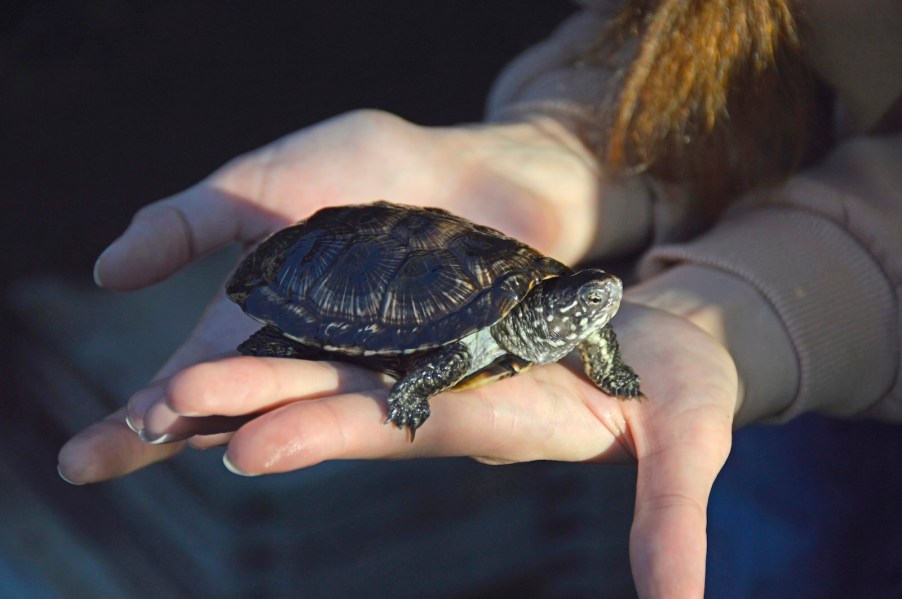 Miami Florida woman holding a small turtle in her hands.