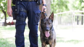 A K9 police officer with its handler