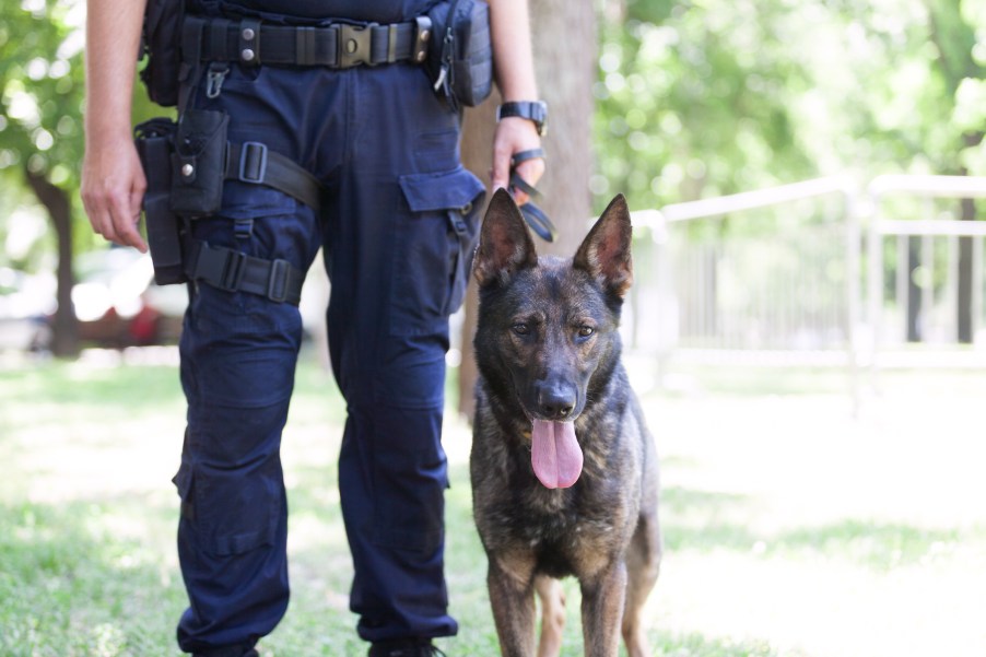 A K9 police officer with its handler