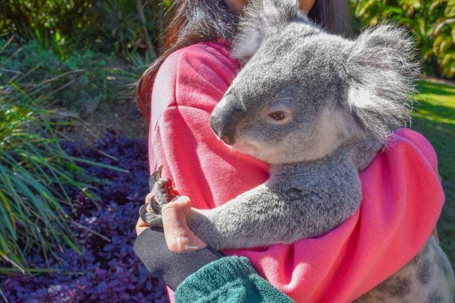 A koala clings to a person in Australia.
