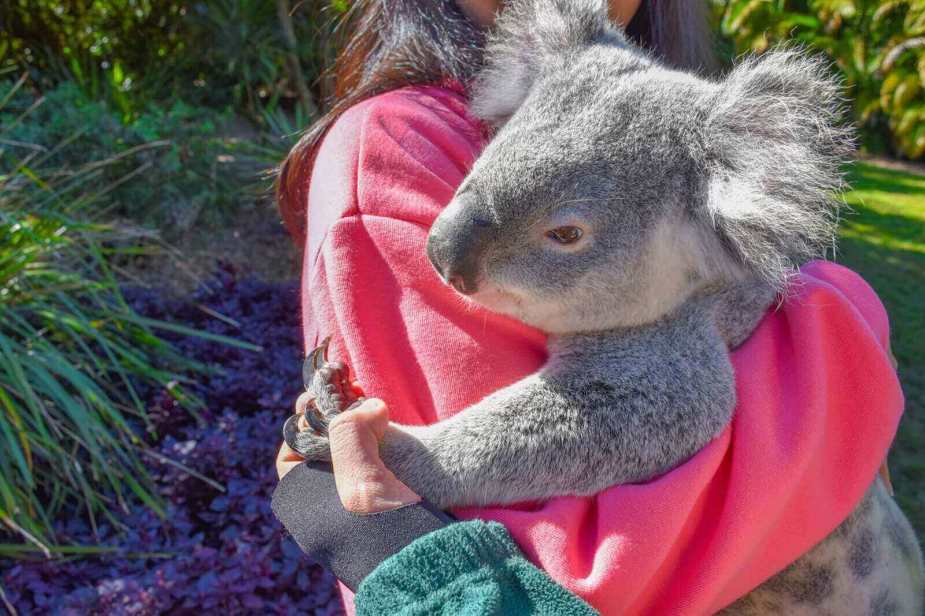 A koala clings to a person in Australia.