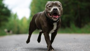 Brown pit bull runs along a road to stop traffic.