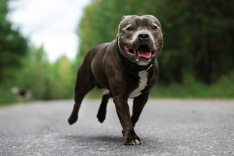 Brown pit bull runs along a road to stop traffic.