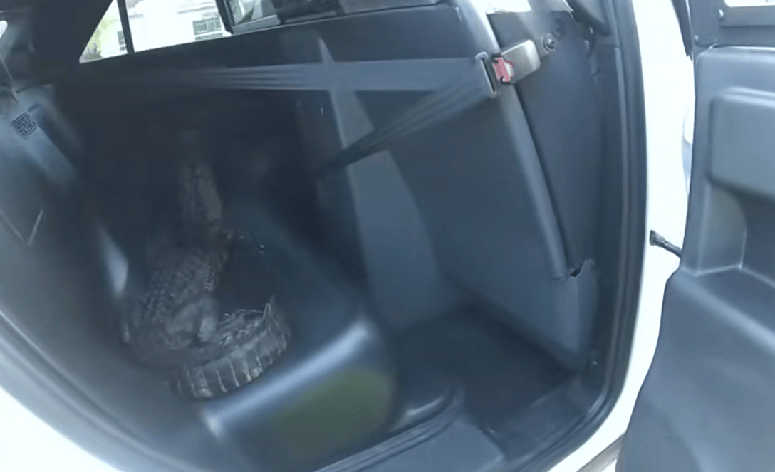 A Florida alligator in the back of a police cruiser