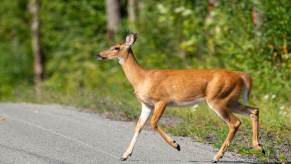 A Florida man recently struck a deer and stopped to remain with it in a DUI crash.