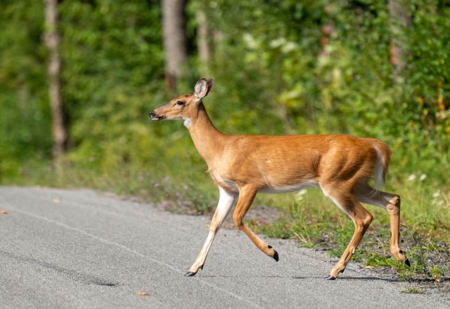 A Florida man recently struck a deer and stopped to remain with it in a DUI crash.