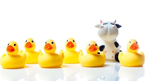 rubber ducks and a cow sitting on a table