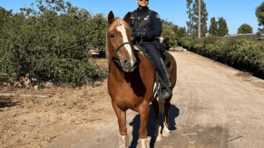 An Upland, California, police officer on horseback