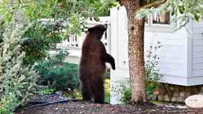 Bear stands outside Florida man's house before wandering in and getting shot.