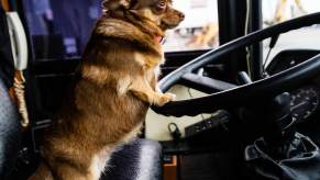 Chihuahua stands on a bus driver's seat, his front paws on the steering wheel.