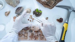 Professor's hands as they sort million-year-old fossils on a table.