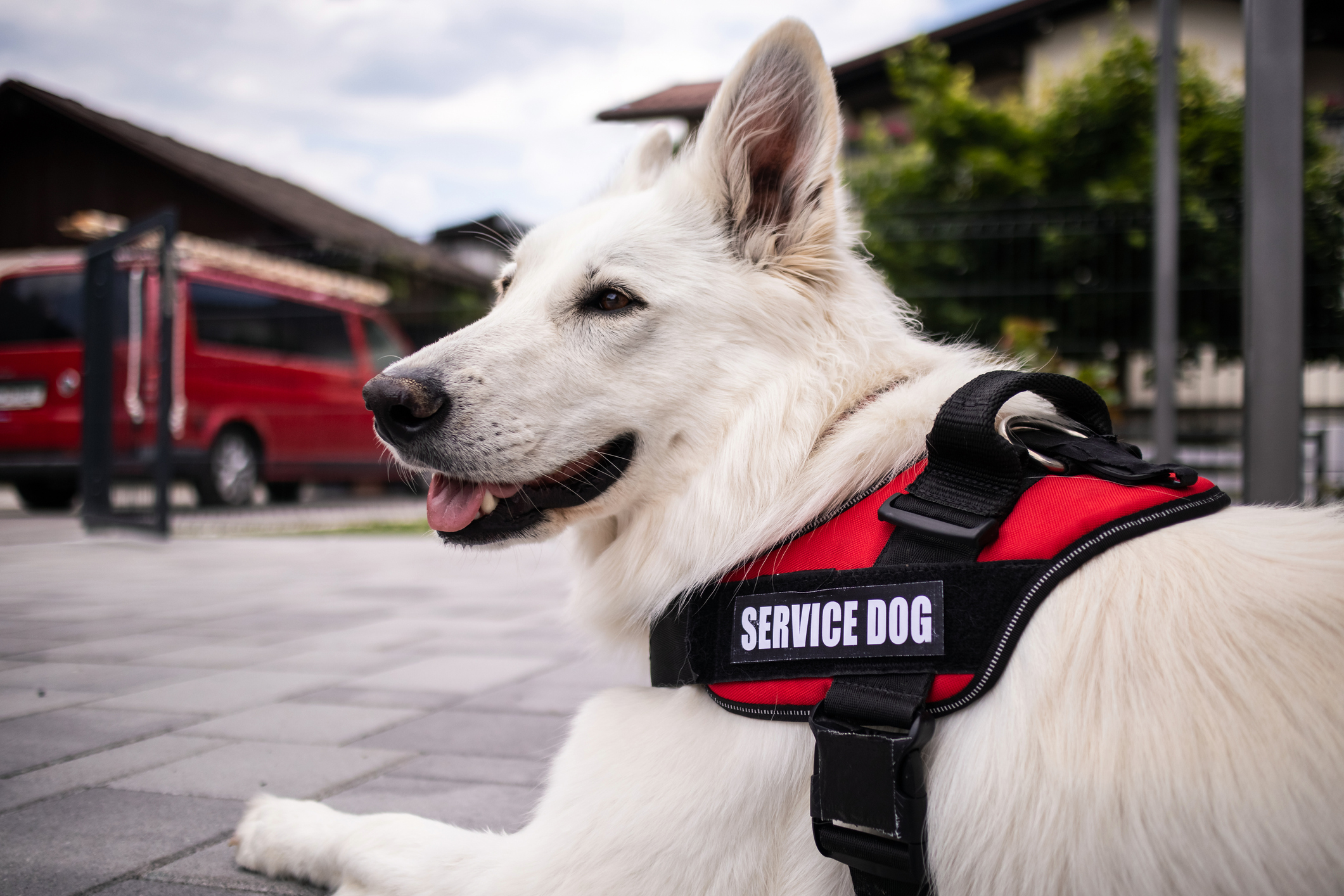 A service dog sitting outside