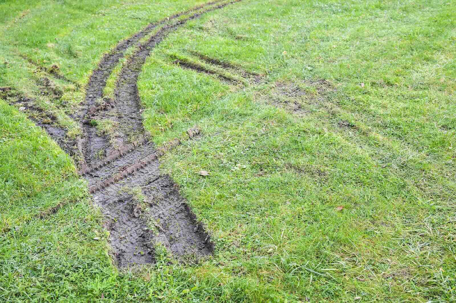 Truck tracks left in the grass of a golf course during a police chase.