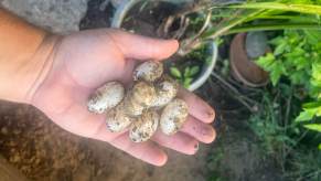 Turtle eggs in a person's hand, like the ones police found in a bust of a Florida man recently.