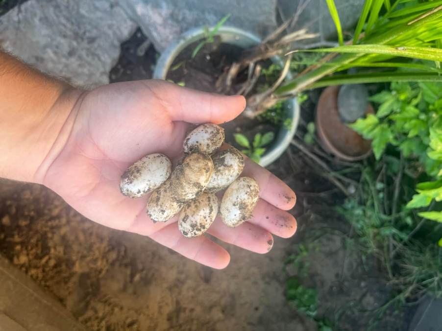 Turtle eggs in a person's hand, like the ones police found in a bust of a Florida man recently.