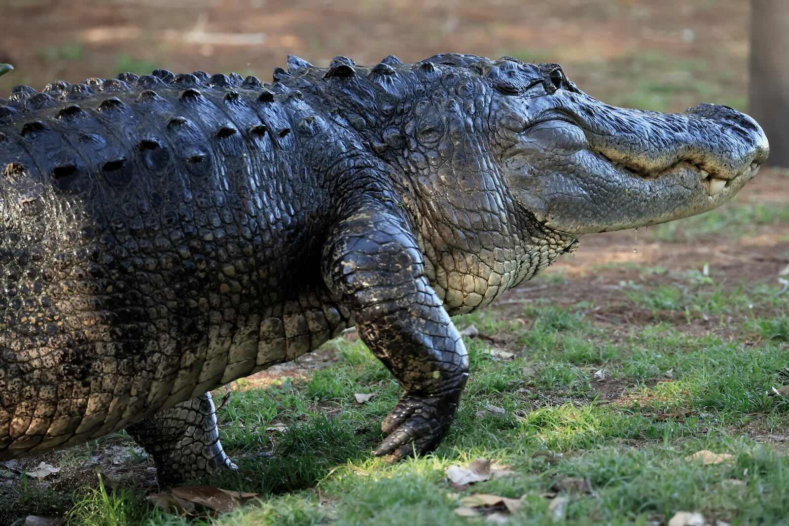 Alligator walking across Florida grass.