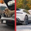 Two labs in the back of a Porsche electric station wagon and the same Taycan Cross Turismo at an EV charger.