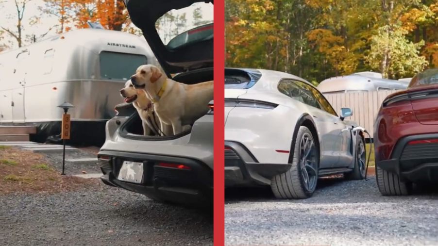 Two labs in the back of a Porsche electric station wagon and the same Taycan Cross Turismo at an EV charger.