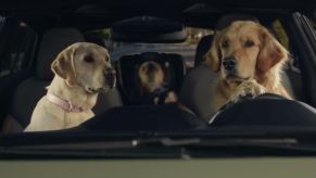 Dogs riding in a Subaru