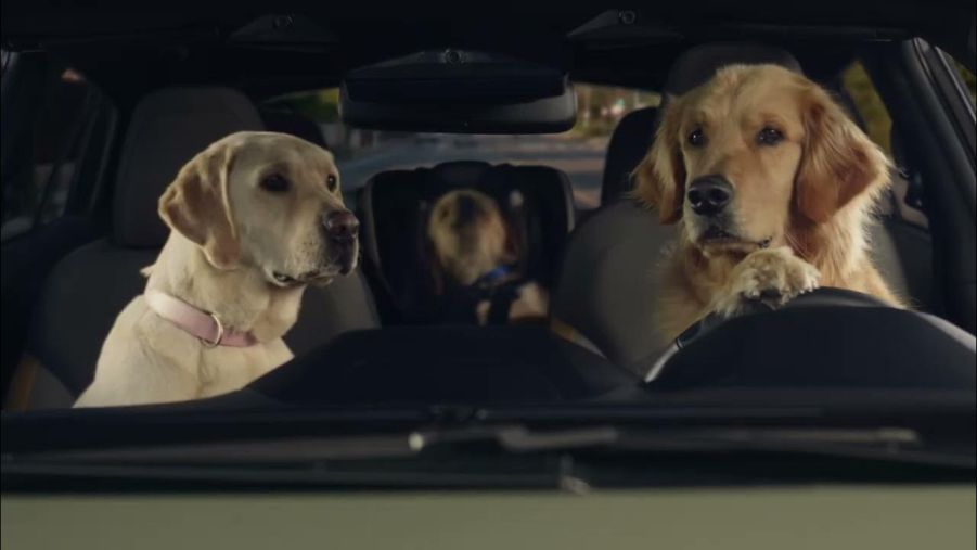 Dogs riding in a Subaru