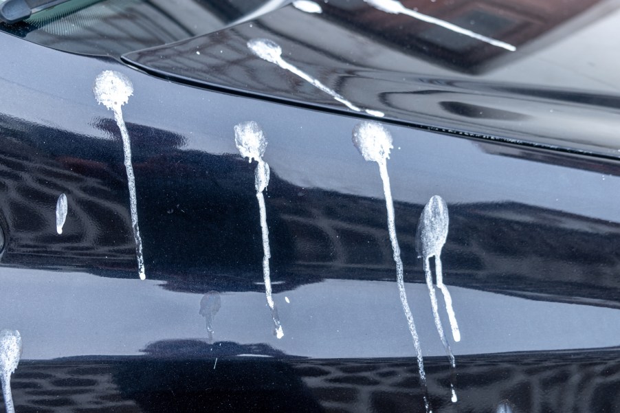 Bird poop on a car