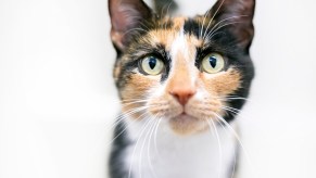 Calico cat looks up from a white background.