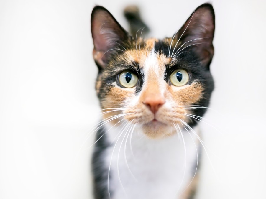 Calico cat looks up from a white background.